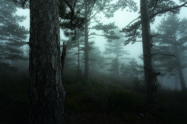 Forêt du crépuscule dans la région de Provence en France