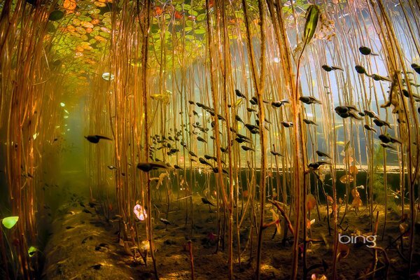 Lago luminoso con plantas altas y renacuajos nadando