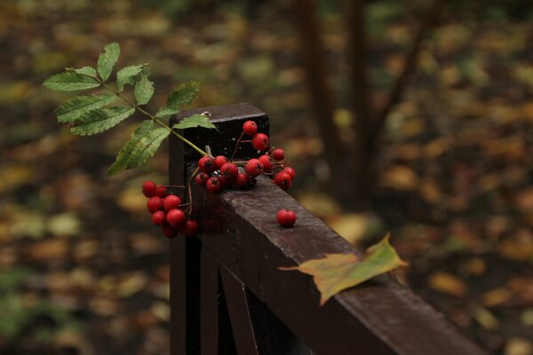 Bright rowan berries with autumn leaf