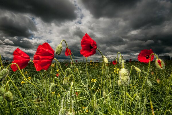 Die Natur wird von einem Gewitter überflutet. Mohnblumen erröten