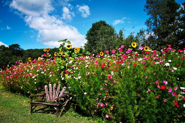 Beautiful garden. photography, flowers