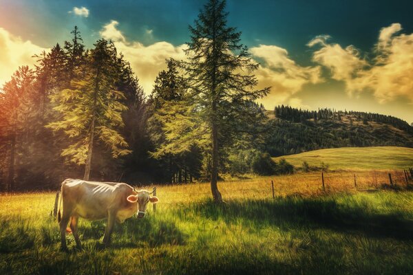 Dünne weiße Kuh auf dem Feld