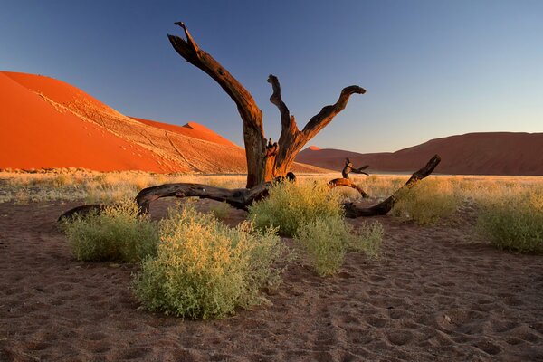 A snag in the desert with greenery and sandy patches