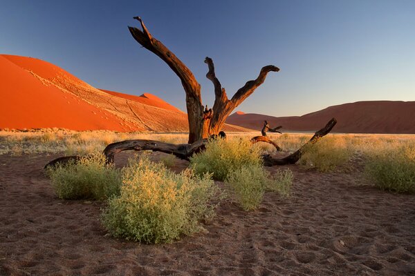 Bois flotté dans le désert avec de la verdure et des étendues de sable