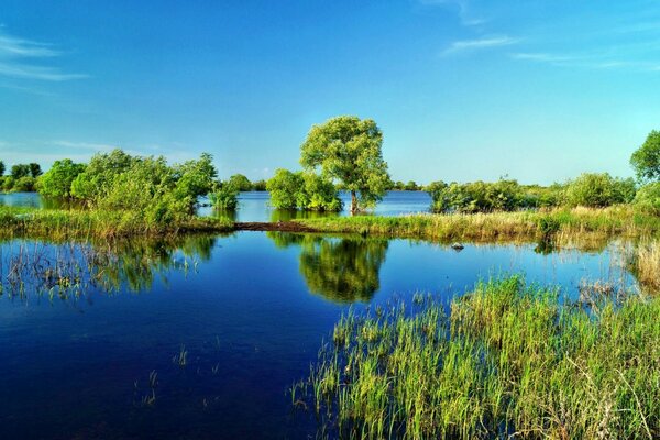 The lake has blue sky, clear water, green grass, free-standing reeds