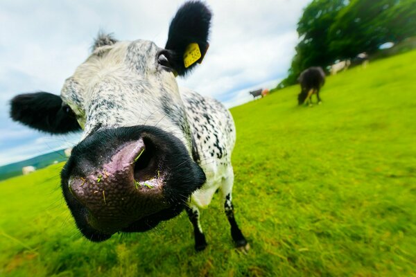 Selfie de vaca en el campo