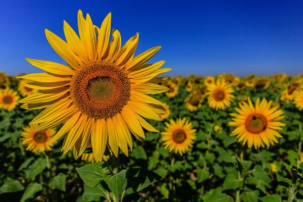 Campo di sole su uno sfondo di cielo sereno