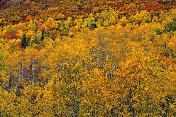 Der Herbstwald und all seine Schönheit