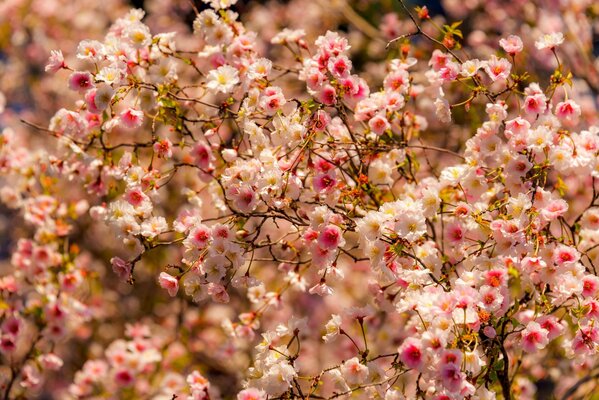 Fiori sbocciati dell albero di ciliegio in primavera