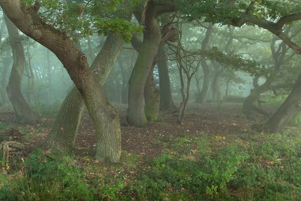 Forêt mystérieuse. Les chênes sorciers