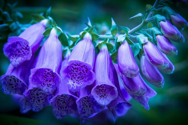 Purple foxglove buds on a green background