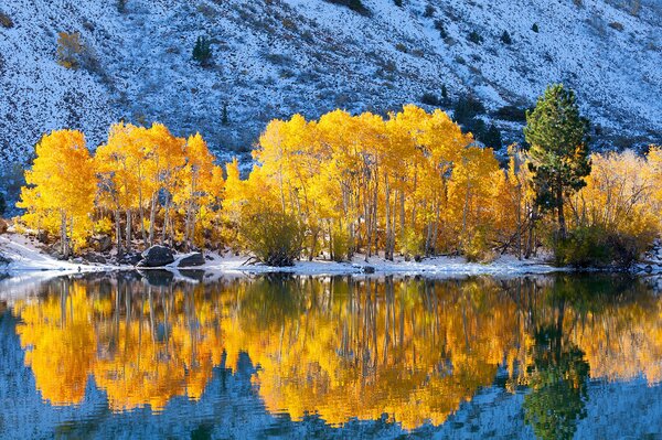 Golden trees at the foot of the mountains in the reflection of the lake