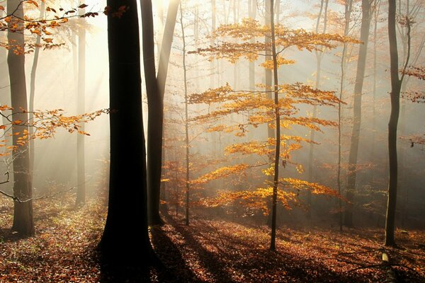 Un rayo de sol en el bosque de otoño brumoso