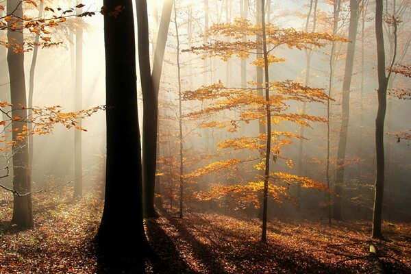 Raggio di sole nella foresta autunnale nebbiosa