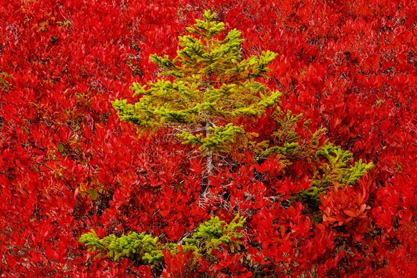 Fichte an einem herbstlichen Berghang, der mit roten Blättern bedeckt ist