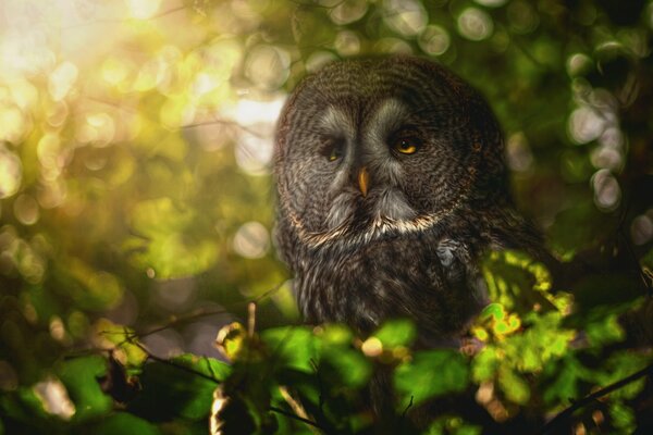 Un hibou sage est assis sur un arbre et regarde