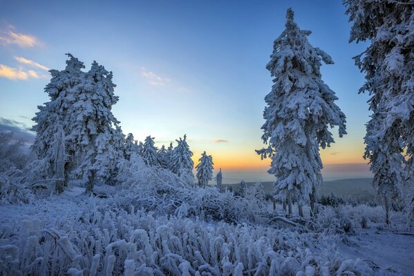 Paisaje mañana en el bosque en invierno