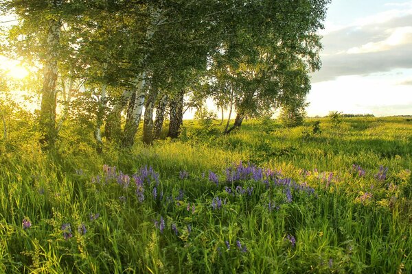 Sommerwiese von der Sonne überflutet