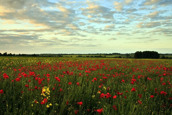 Paisaje de campo con amapolas en verano