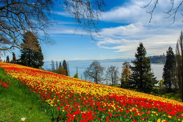 Ladera con tulipanes en flor