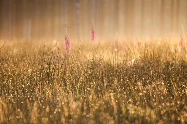 Morning fog. Dew on the grass