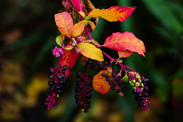 Macro photography of a branch with autumn leaves and fruits