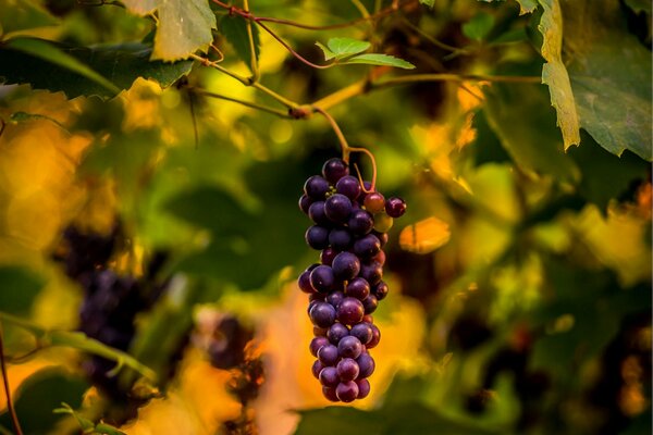 Racimo de uvas entre el follaje