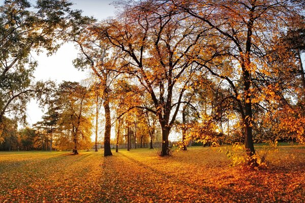 Herbstpark mit Bäumen und herabfallendem Laub