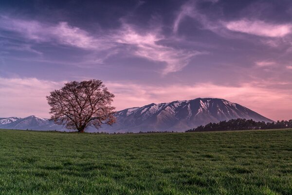 A field with a lonely tree in the evening against the background of mountains
