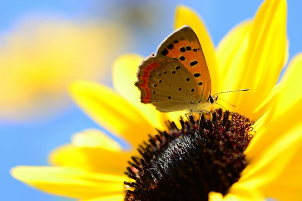Ein Schmetterling sitzt auf einer Blume. Der Himmel ist blau, die Blütenblätter sind gelb