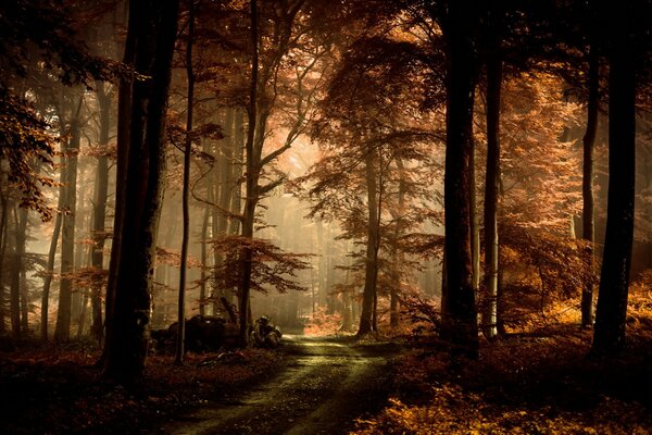 Der Weg durch den geheimnisvollen Herbstwald