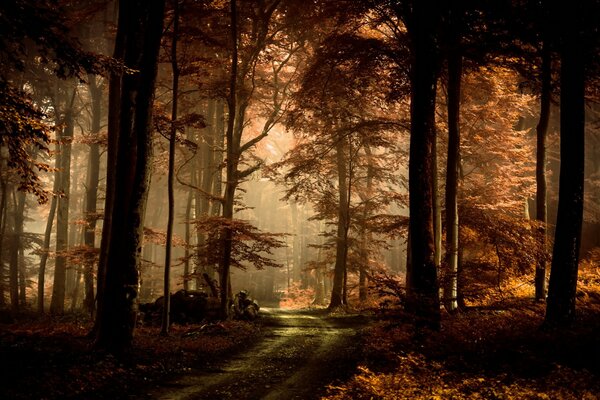 La strada attraverso la misteriosa foresta autunnale