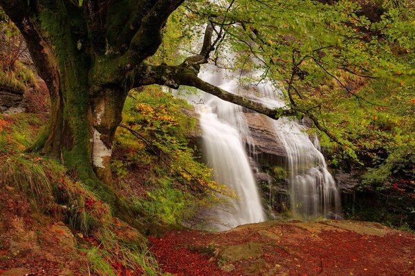 Wasserfall im Wald im frühen Herbst