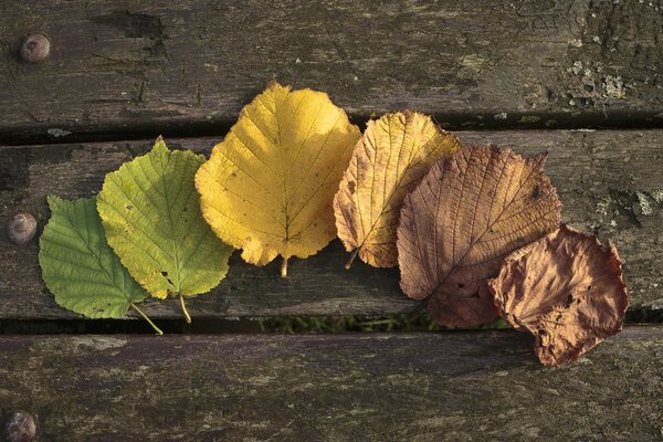 Bunte Herbstblätter auf Holzbrettern