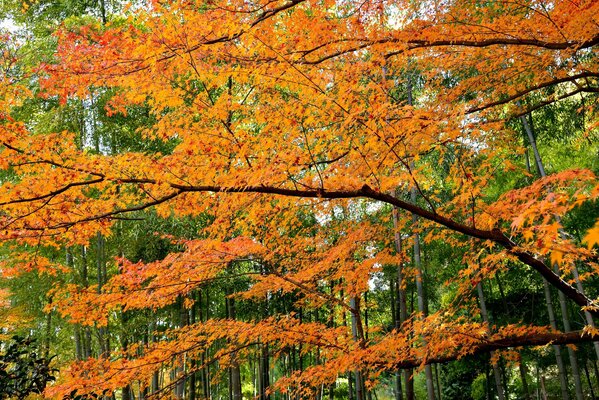Orange leaves in harmony with green