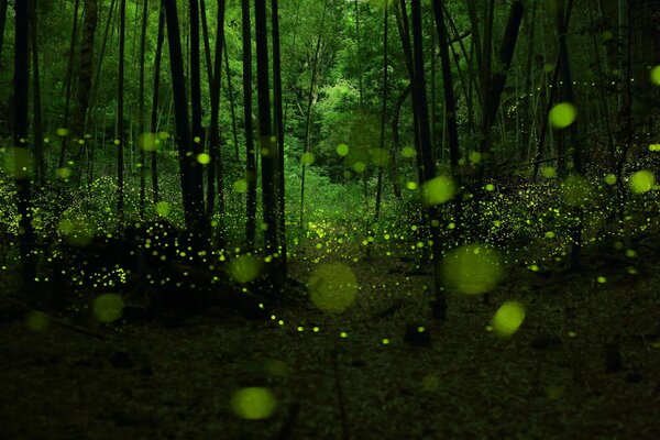 Luciérnagas en el bosque verde crepuscular