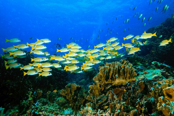 Una bandada de peces juguetones nadando entre Caral