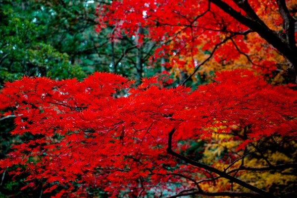 Acero rosso giapponese