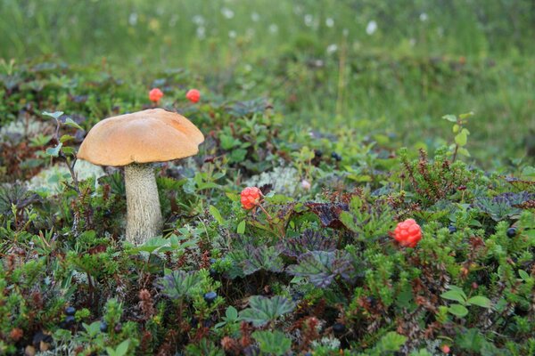 Champignon et morue dans le champ vert