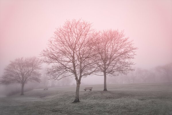 Arbres dans la brume matinale