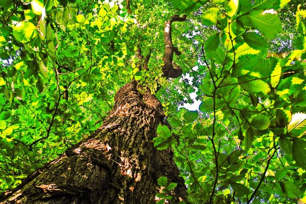 Tree trunk, linden leaves