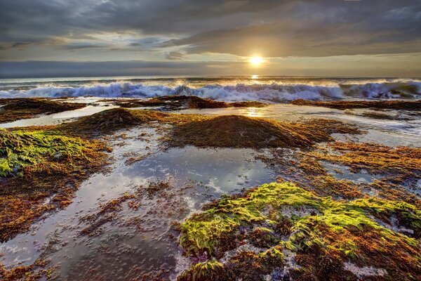 Seaweed in the sea sunset with raging waves