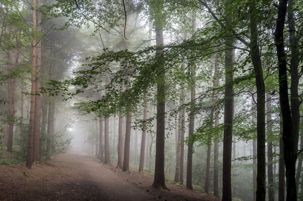 Strada in una foresta di pini nebbiosi