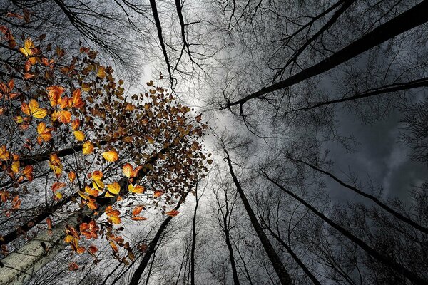 Graue Wolken über dem Herbstwald