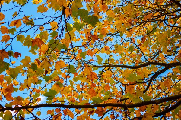 Herbstlaub auf blauem Himmel Hintergrund