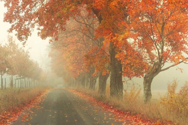 Straße zwischen Herbstbäumen im Nebel