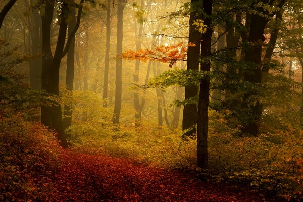 Bosque de otoño en follaje amarillo-rojo, ligeramente arrastrado por la niebla