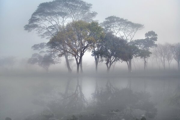 Paysage d un lac inconnu où seuls les arbres sont visibles