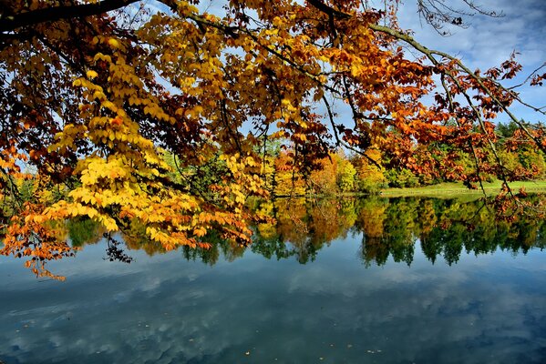 Llegó el otoño dorado