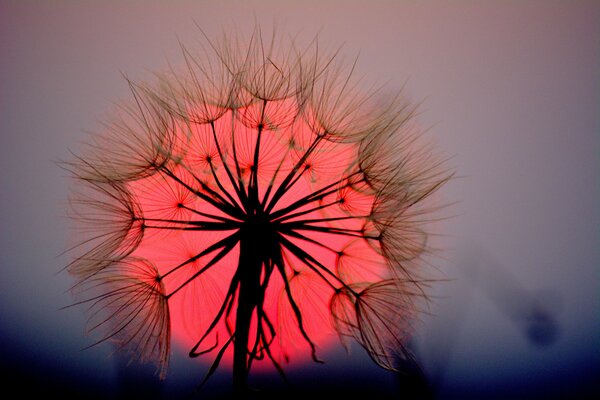 Pissenlit sur le fort du grand soleil couchant rouge